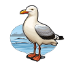 Seabird Seagull