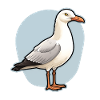 Seabird Seagull