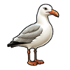 Seabird Seagull