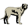 Awesome Irish Wolfhound