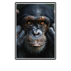 Chimpanzee Schimpansen Schimpanse