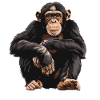 Chimpanzee Schimpansen Schimpanse