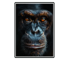 Chimpanzee Schimpansen Schimpanse