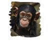 Chimpanzee Schimpansen Schimpanse