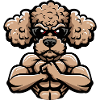 Caniche Chien Chien