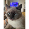 Lio le plus beau