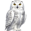 Snowy Owl