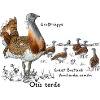 Great bustard