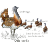 Great Bustard light