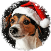 Chien Père Noël