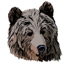 Ours Animal Design Tête Graphique
