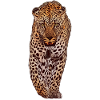 Leopard Animal Design Graphic