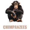 Chimpanzé Schimpansen Schimpanse