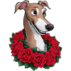 Cute greyhound with pretty roses