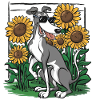 Greyhound and sunflowers