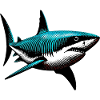 Shark