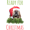 Ready for Christmas Dog