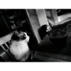 Schwarze Katze und Kaffeetasse