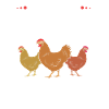 Chicken Poultry