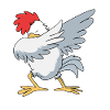 Chicken Poultry
