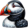 Puffin