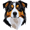 Australian Shepherd