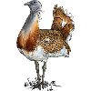 Great Bustard Single