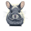 Chinchillas Chinchilla