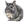 Chinchillas Chinchilla