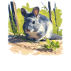 Chinchillas Chinchilla