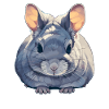 Chinchillas Chinchilla