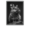 Chinchillas Chinchilla