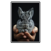 Chinchillas Chinchilla