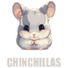 Chinchillas Chinchilla