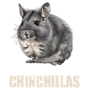 Chinchillas Chinchilla