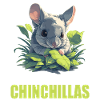 Chinchillas Chinchilla