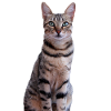 Cat Kitten