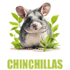 Chinchillas Chinchilla