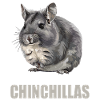 Chinchillas Chinchilla