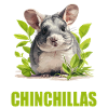 Chinchillas Chinchilla