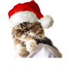 Angry Cat - Christmas Ready