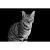 Cat white-black