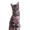 Chat Chats Chaton Chat Tigre