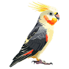 Cockatiel Nymphensittiche Nymphensittich