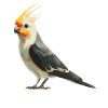 Cockatiel Nymphensittiche Nymphensittich
