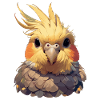 Cockatiel Nymphensittiche Nymphensittich