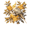 Cockatiel Nymphensittiche Nymphensittich