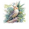 Cockatiel Nymphensittiche Nymphensittich