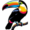 Toucan