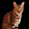 Chat chat chaton doux